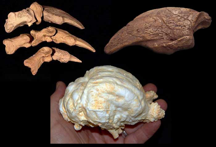 Ground Sloth Claws